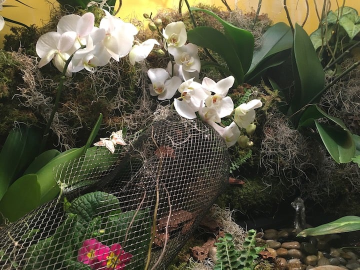 3 Great Reasons to Check Out Orchid Mania in Cleveland